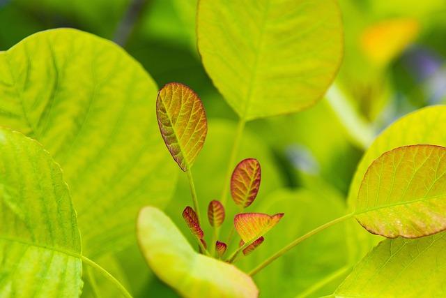 Unpacking the Ingredients:⁣ What Makes Garden of Life‌ Sport Unique