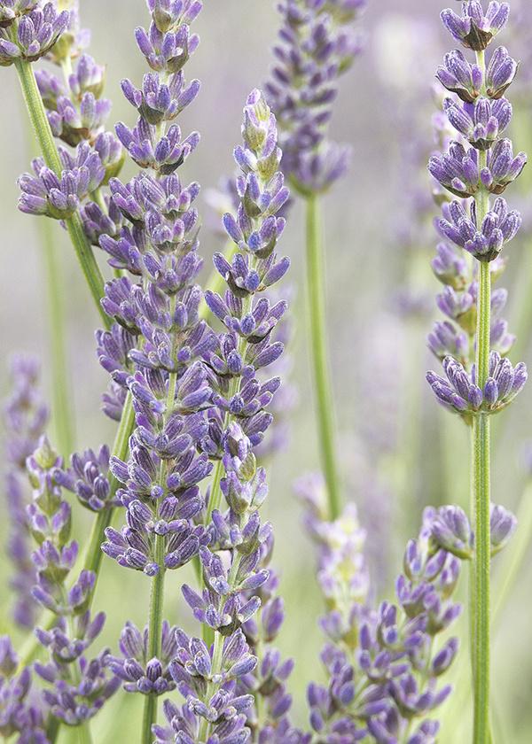 Discovering the Essence of Lavender in Everyday Luxury