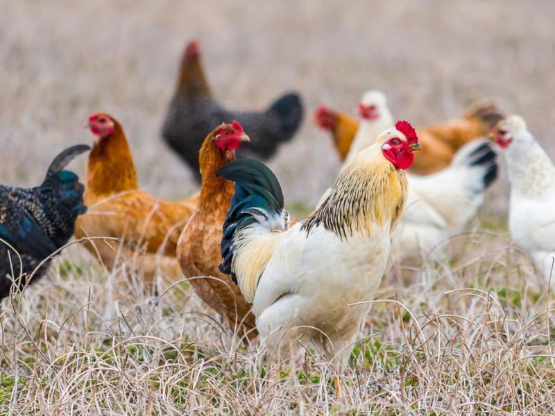The Journey​ of Free-Range ⁣Chicken: From ⁣Farm ⁣to Fork