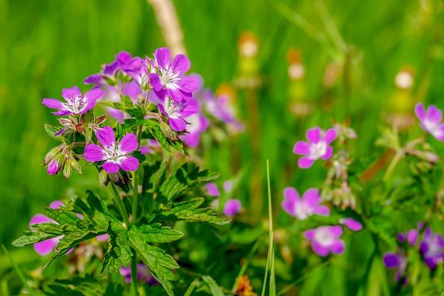 Tips for Incorporating Aesop Geranium Leaf Scrub into your Routine