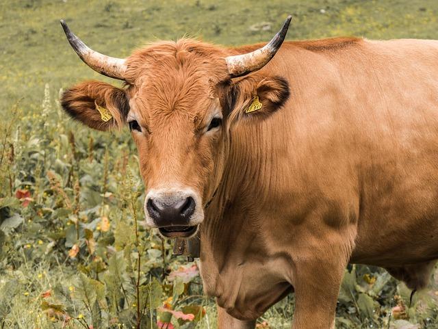 Exploring ‍the Benefits of Premium Grass-fed Beef for Health and Flavor