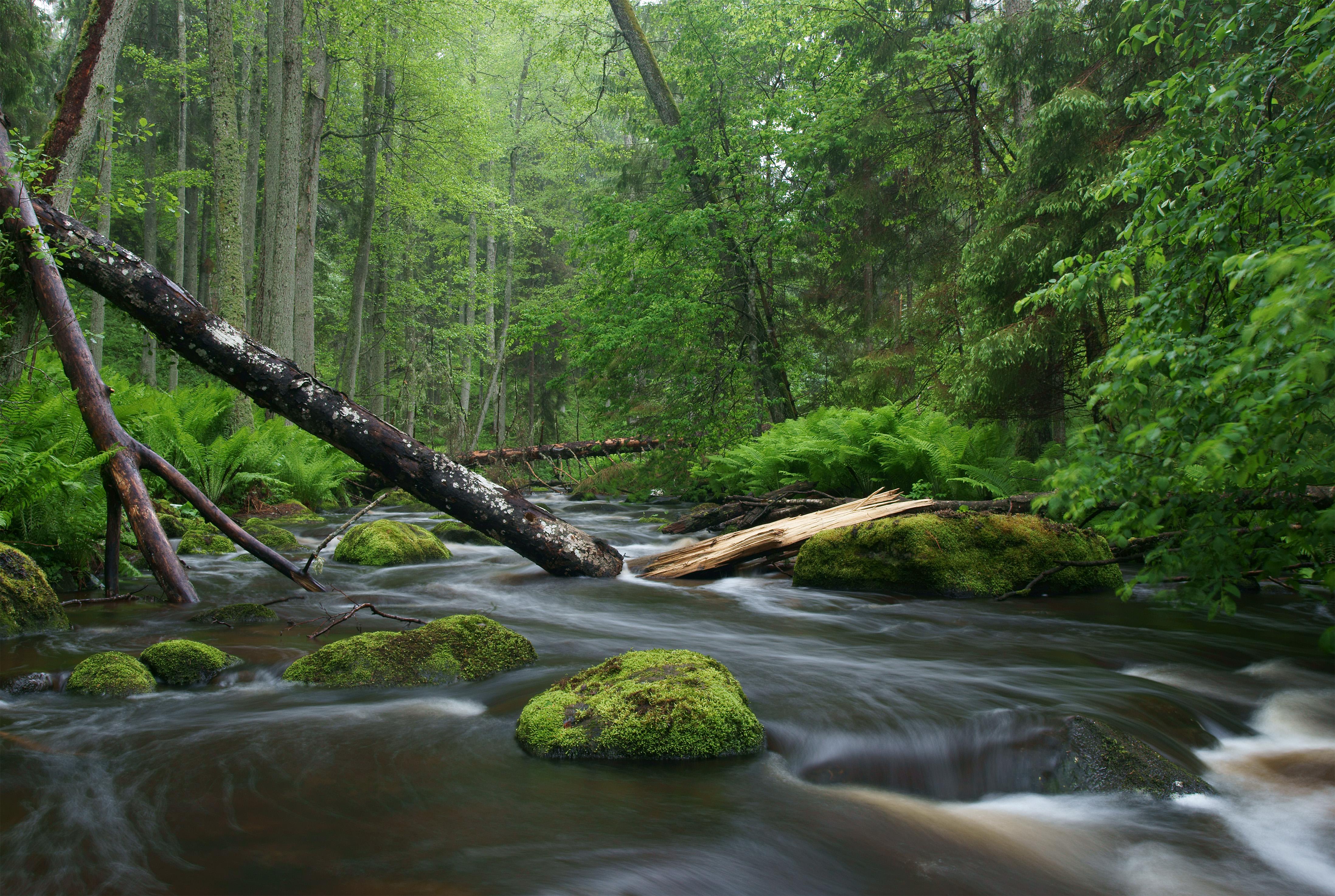Harnessing the Power of Nature: Key Ingredients That Transform Your Skincare​ Routine